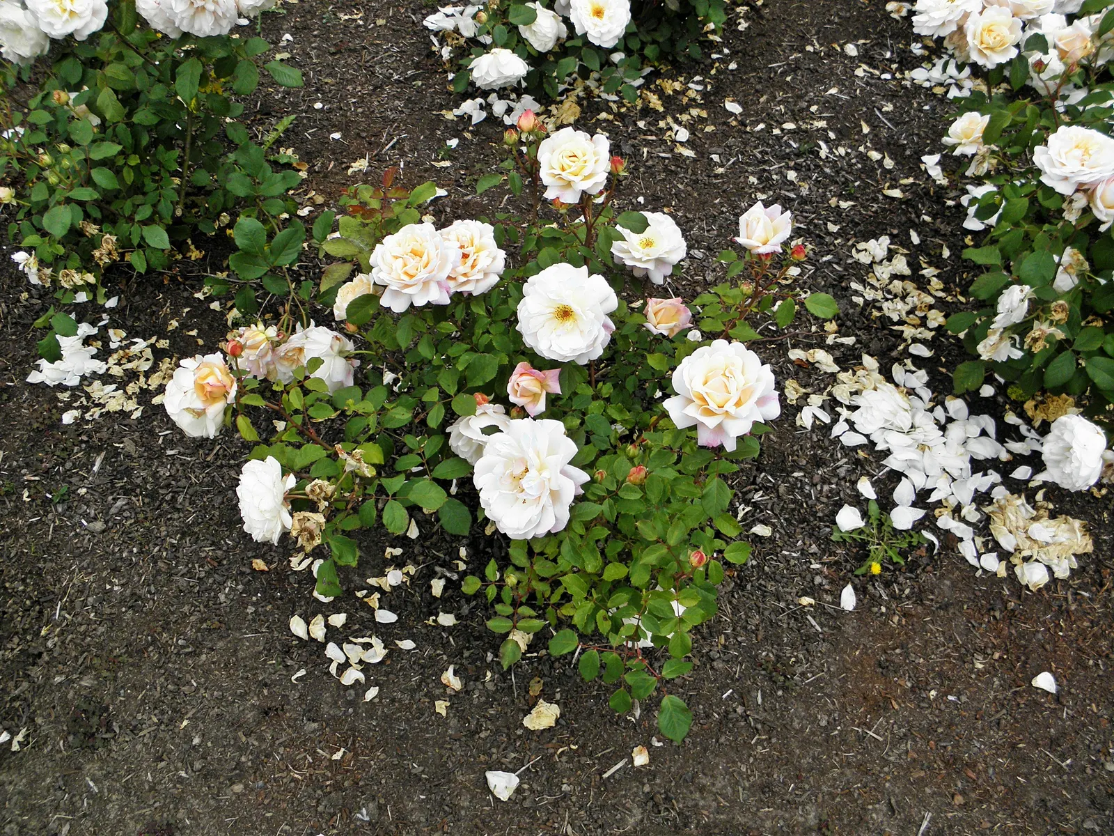 Gruss An Aachen Rose (Rosa 'Gruss An Aachen') — Rosa 'Gruss an Aachen', a Floribunda rose, enchants with flushes of fragrant, pale pink-to-cream, image 21
