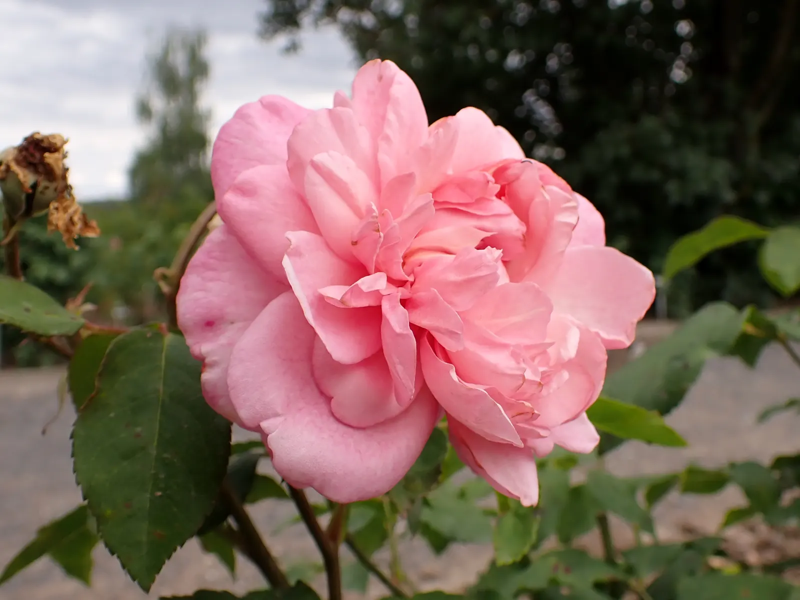 Gruss An Aachen Rose (Rosa 'Gruss An Aachen') — Hardy in USDA zones 5-9, it matures to an elegant bush approximately 2.5 feet tall and wide
