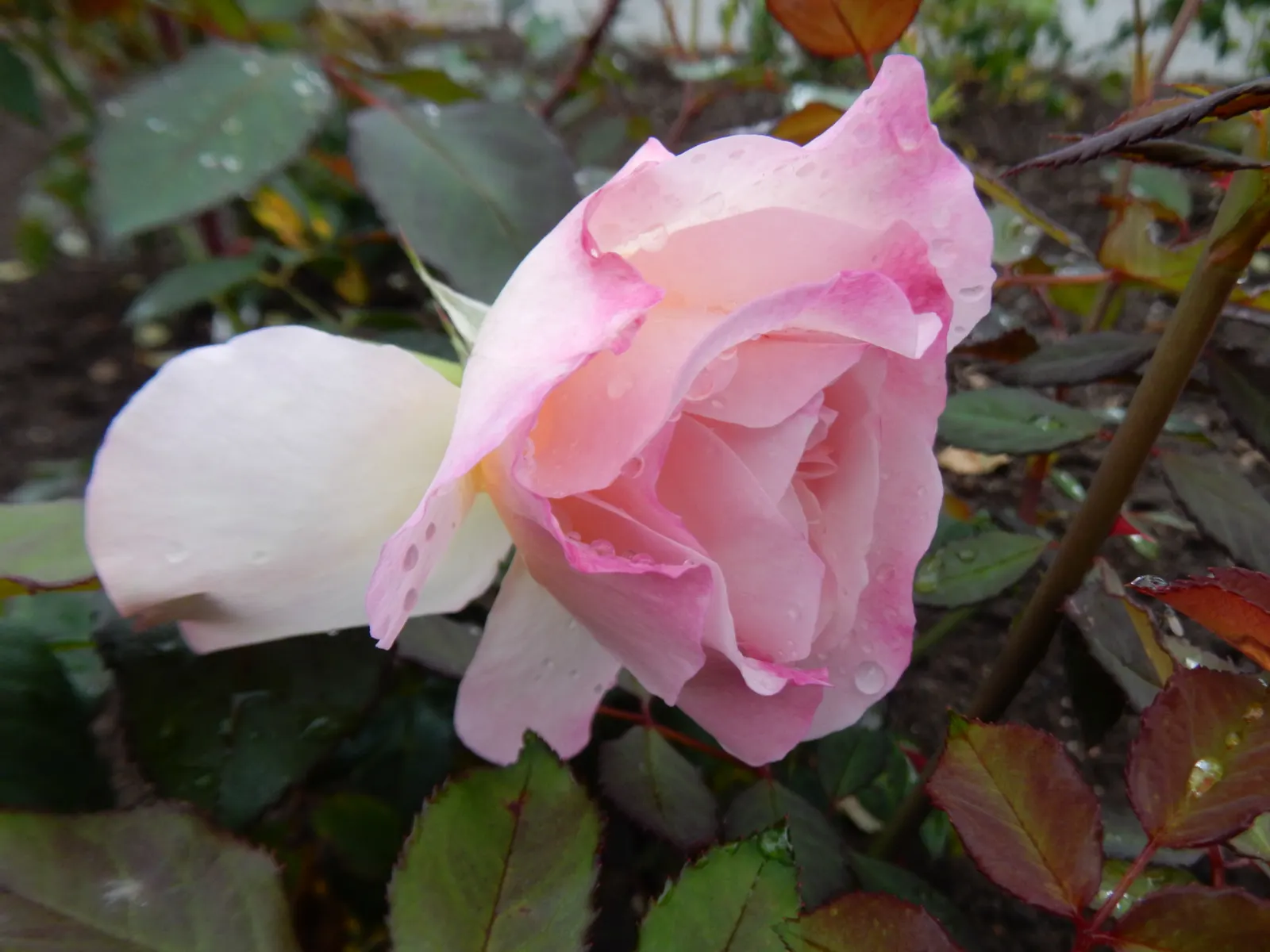 Gruss An Aachen Rose (Rosa 'Gruss An Aachen') — Rosa 'Gruss an Aachen', a Floribunda rose, enchants with flushes of fragrant, pale pink-to-cream double blooms