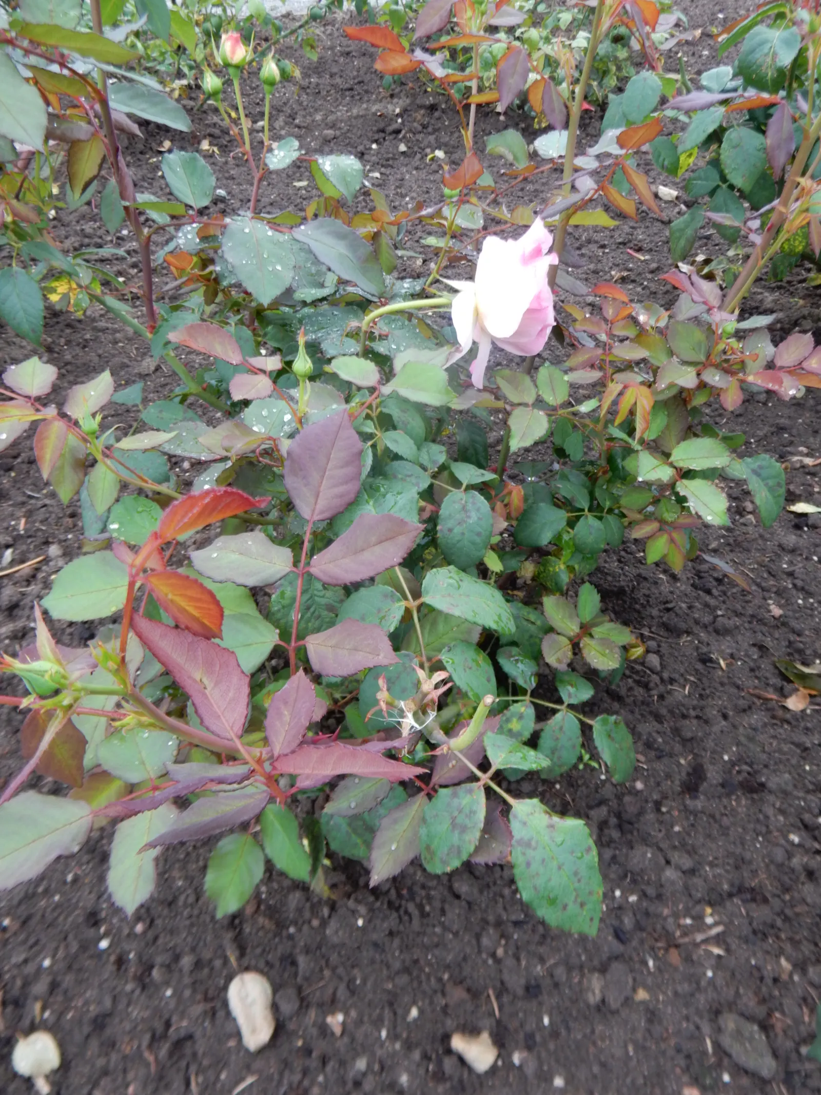 Gruss An Aachen Rose (Rosa 'Gruss An Aachen') — displaying good disease resistance; these elegantly formed flowers are known for their continuous blooming