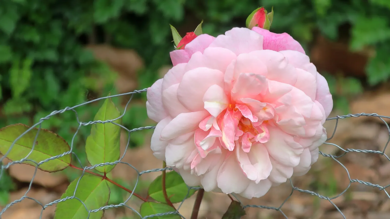 Gruss An Aachen Rose (Rosa 'Gruss An Aachen') — white flowers in the garden; ideal for borders and beds, it prefers full sun and well-drained soil
