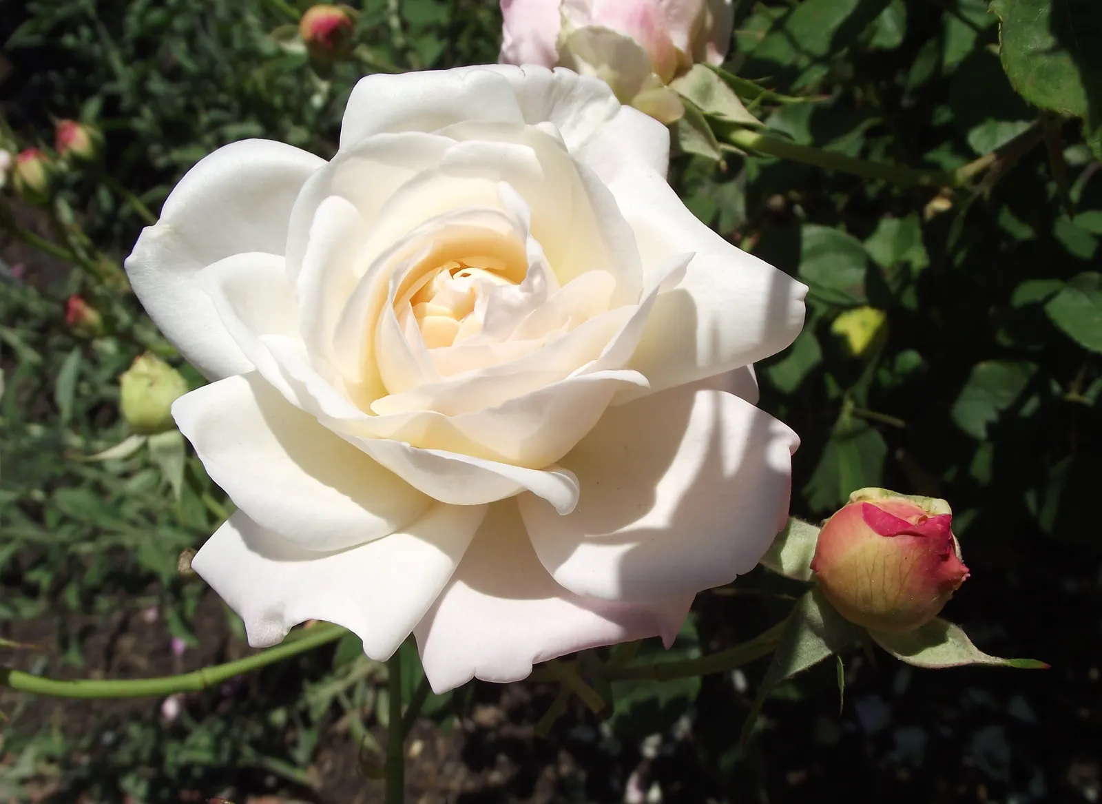 Gruss An Aachen Rose (Rosa 'Gruss An Aachen') — perfect for a showy yet romantic addition to any landscape design; offering flexibility for those with limited