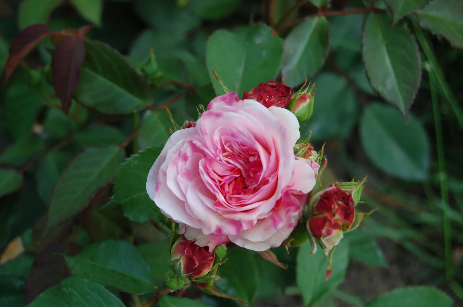 Gruss An Aachen Rose (Rosa 'Gruss An Aachen') — ensuring at least six hours of direct sunlight daily