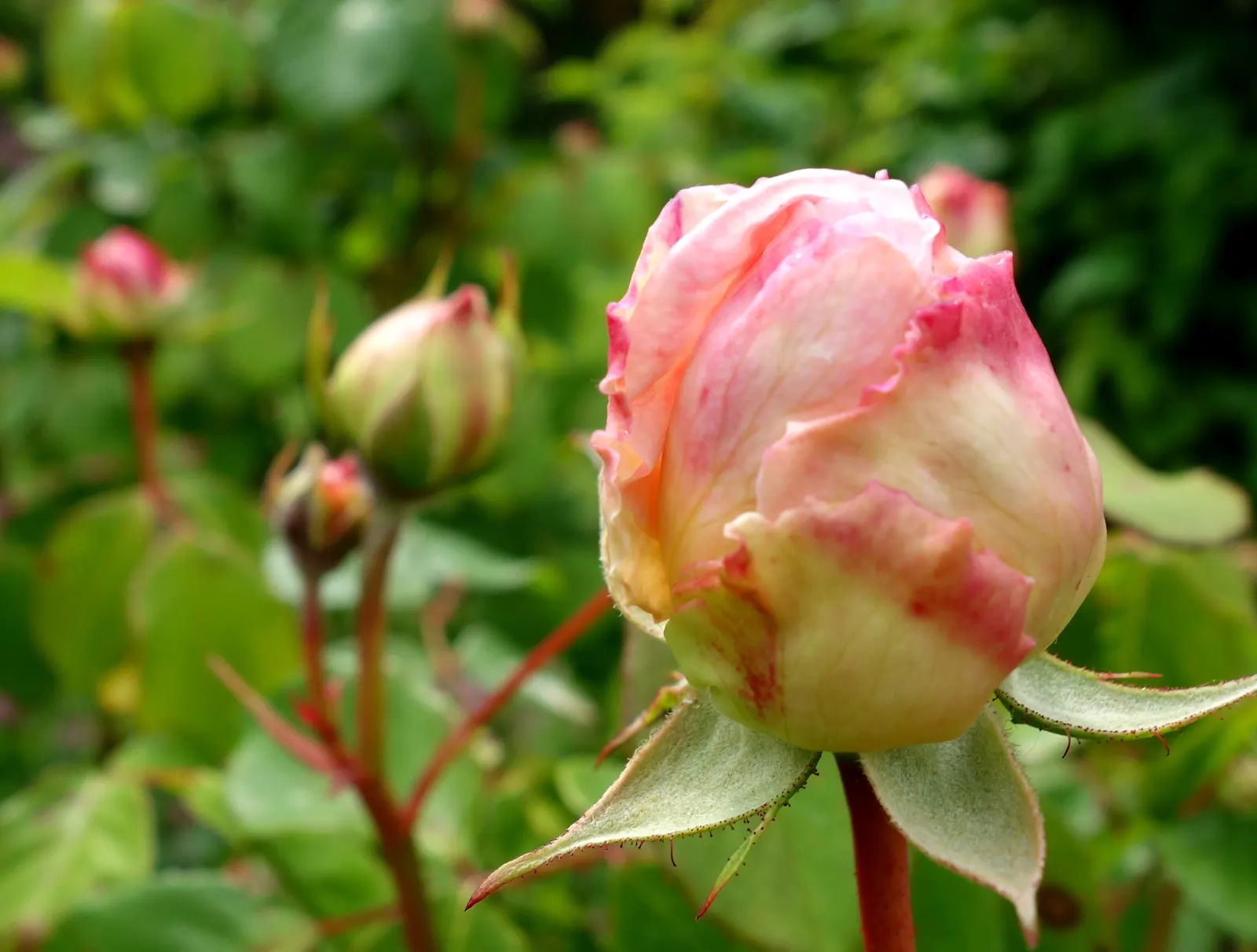 Gruss An Aachen Rose (Rosa 'Gruss An Aachen') — offering flexibility for those with limited space.<br><br>For optimal vitality; rosa 'Gruss an Aachen', a