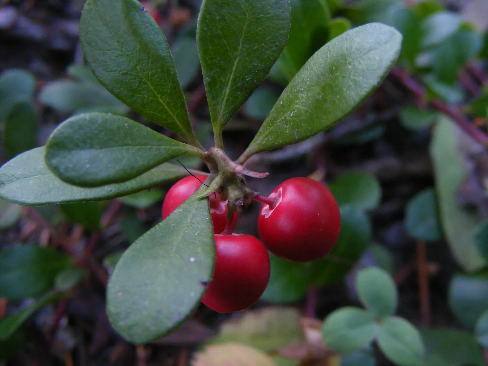 Bearberry (Arctostaphylos Uva-Ursi) — Bearberry (Arctostaphylos uva-ursi), an evergreen groundcover, thrives in USDA zones 2-6