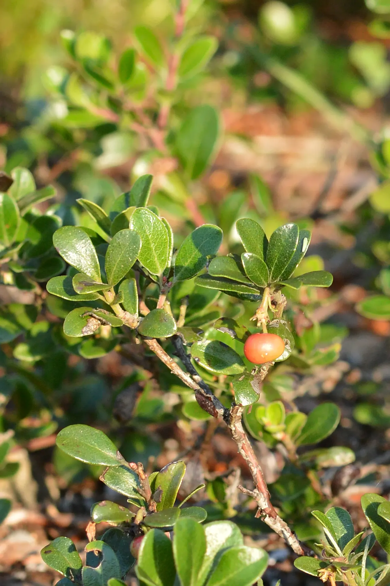 Bearberry (Arctostaphylos Uva-Ursi) — Post-spring blooms turn to red berries, attracting wildlife