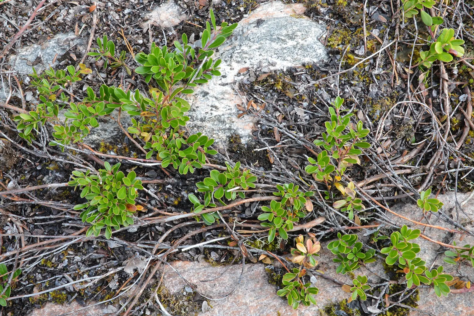Bearberry (Arctostaphylos Uva-Ursi) — and enjoys full sun to partial shade with well-drained