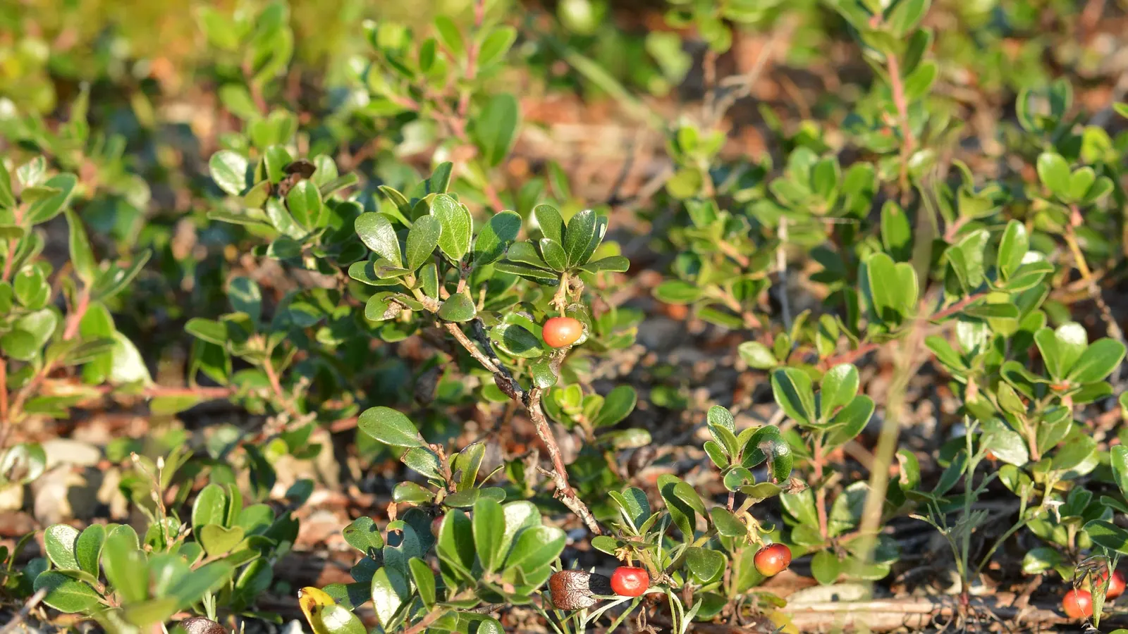 Bearberry (Arctostaphylos Uva-Ursi) — The plant spreads 3-6 feet