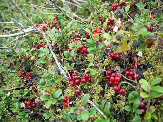 Bearberry (Arctostaphylos Uva-Ursi) — It's drought-tolerant once established, ideal for erosion control and low-maintenance areas