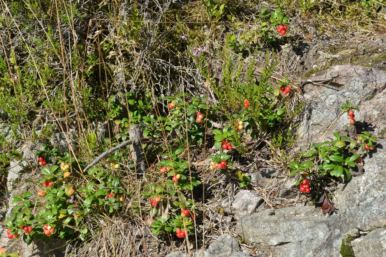 Bearberry (Arctostaphylos Uva-Ursi) — It features leathery leaves and bell-shaped flowers