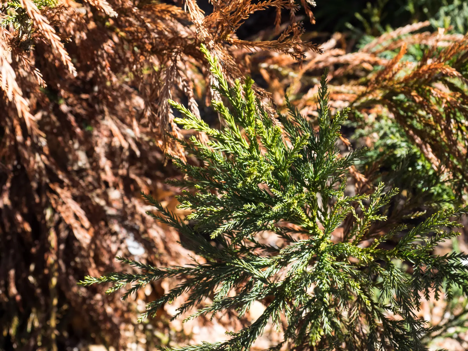 Yoshina Japanese Cedar (Cryptomeria Japonica 'Yoshino') — blue-green foliage that turns a striking bronze hue in the cold months