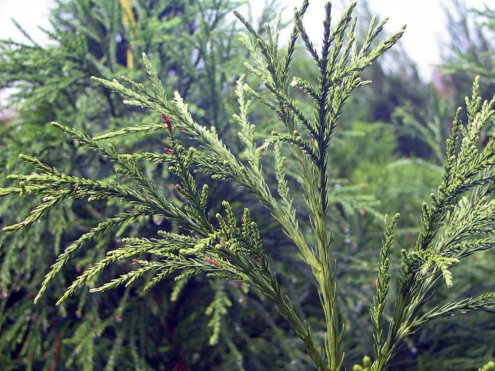 Yoshina Japanese Cedar (Cryptomeria Japonica 'Yoshino') — It reaches 30-40 feet in height and spreads 20-30 feet