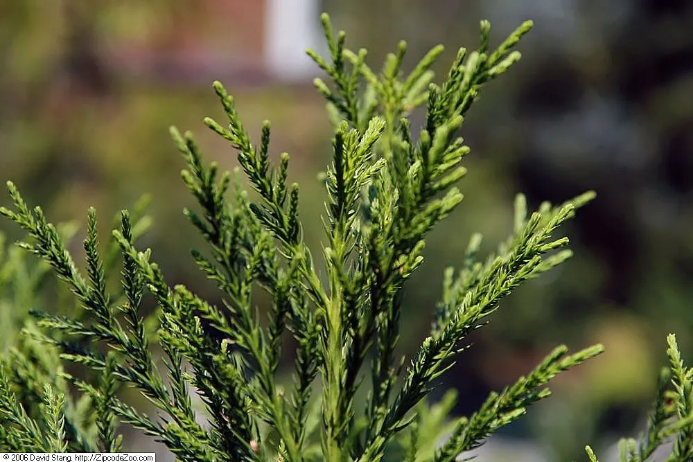 Yoshina Japanese Cedar (Cryptomeria Japonica 'Yoshino') — Dense, bluish-green foliage offers year-round interest, with reddish-brown bark peeling attractively
