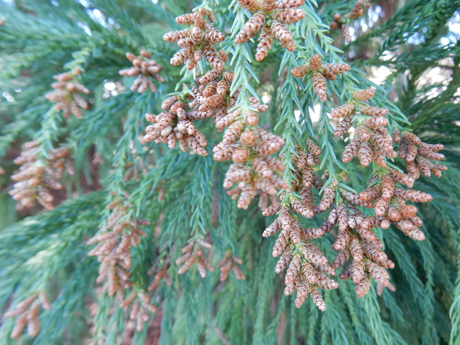 Yoshina Japanese Cedar (Cryptomeria Japonica 'Yoshino') — As an assistant landscape architect