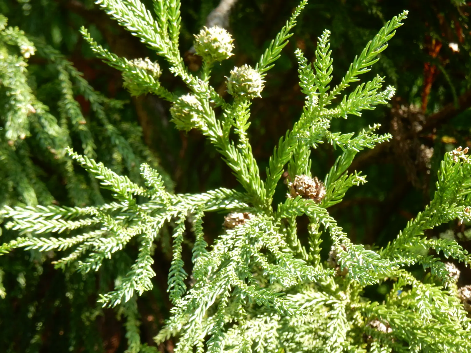 Yoshina Japanese Cedar (Cryptomeria Japonica 'Yoshino') — a captivating evergreen conifer