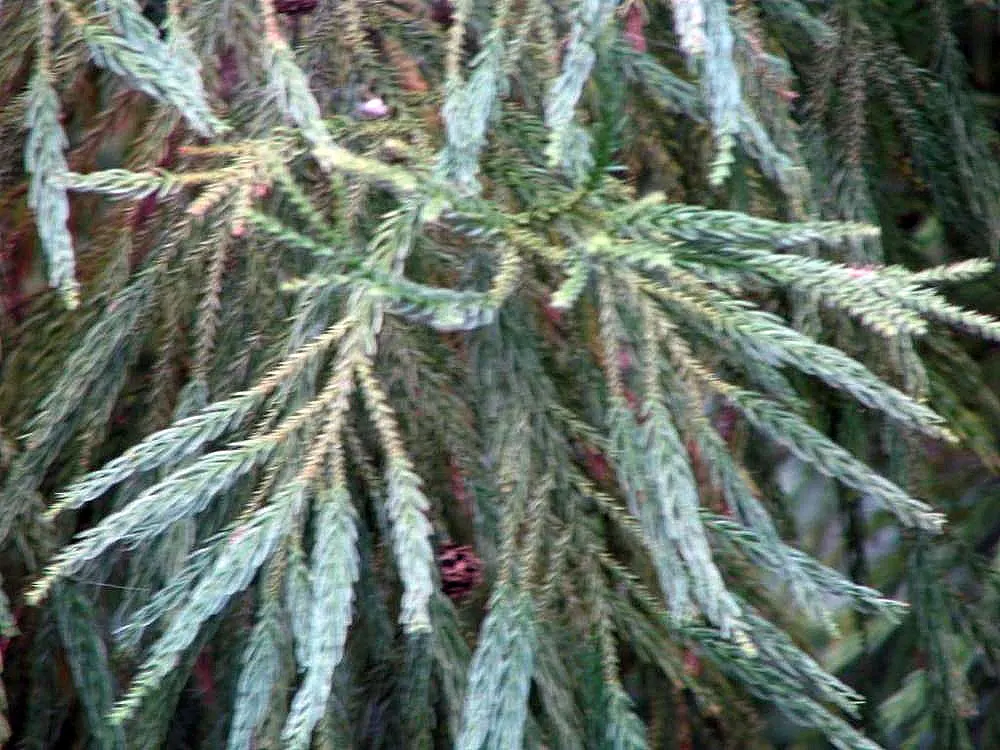 Yoshina Japanese Cedar (Cryptomeria Japonica 'Yoshino') — Prefers full sun to partial shade, thriving in moist, well-drained soils