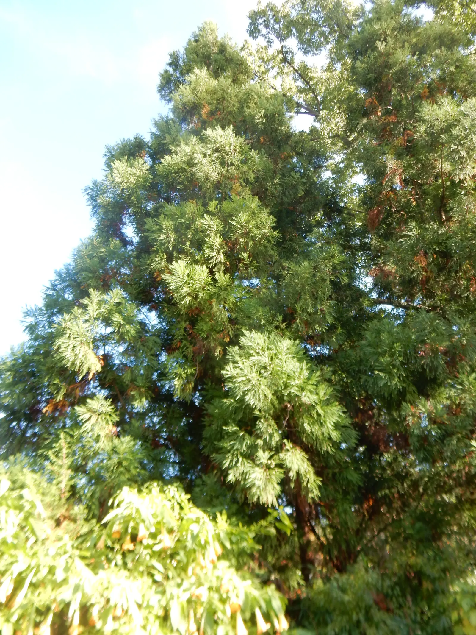 Yoshina Japanese Cedar (Cryptomeria Japonica 'Yoshino') — Hardy to USDA zone 5, it provides privacy and shelter, suitable for large landscapes