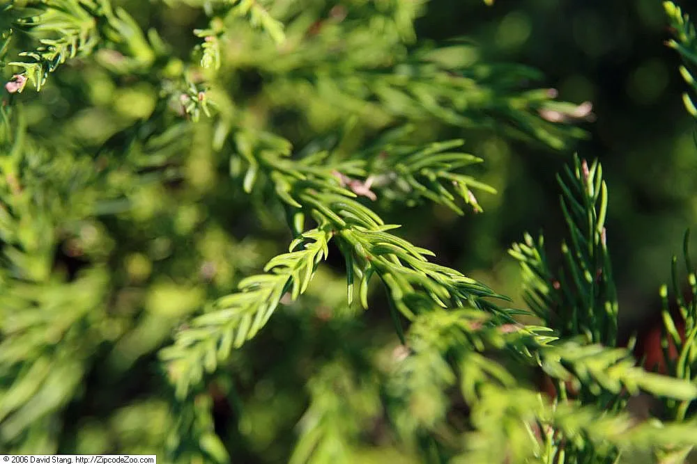 Yoshina Japanese Cedar (Cryptomeria Japonica 'Yoshino') — commonly referred to as the Yoshino Japanese Cedar