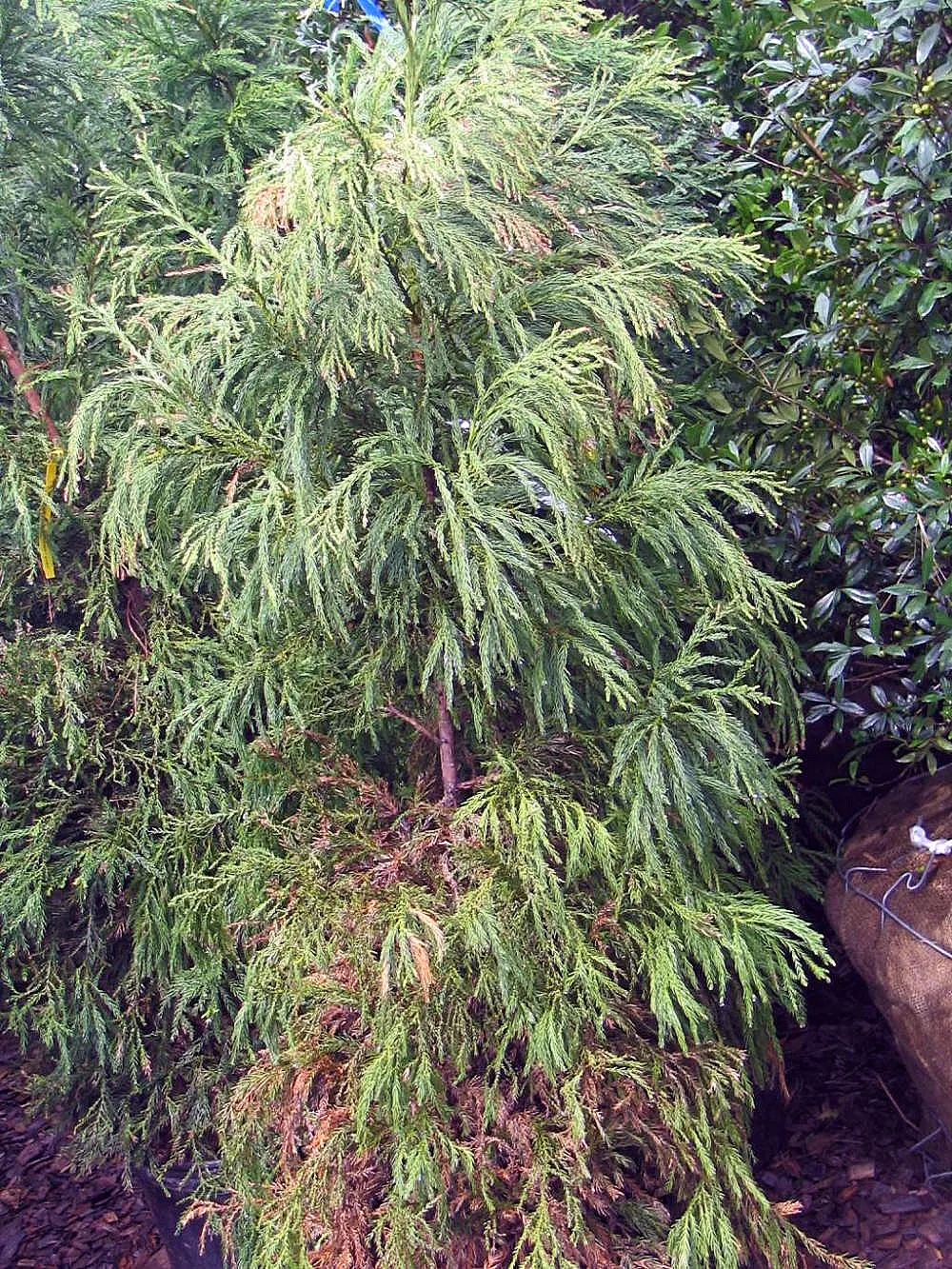 Yoshina Japanese Cedar (Cryptomeria Japonica 'Yoshino') — pyramidal form ideal for striking vertical accents