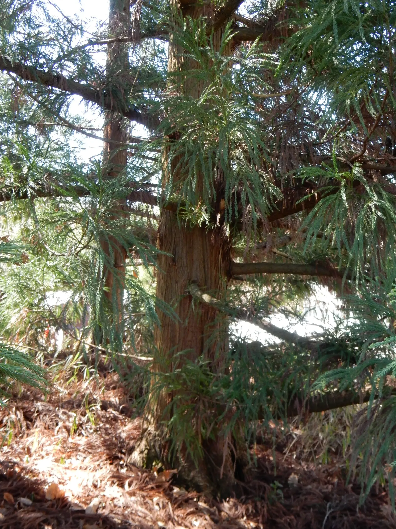Yoshina Japanese Cedar (Cryptomeria Japonica 'Yoshino') — is a stately evergreen cultivar known for its pyramidal shape and attractive foliage