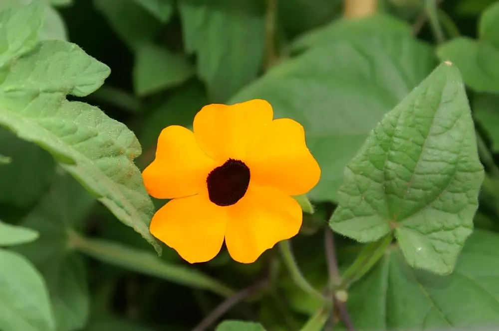 Black-Eyed Susan Cultivars (Rudbeckia Hirta Cvs.) — or in naturalized areas to attract pollinators like bees and butterflies to the garden