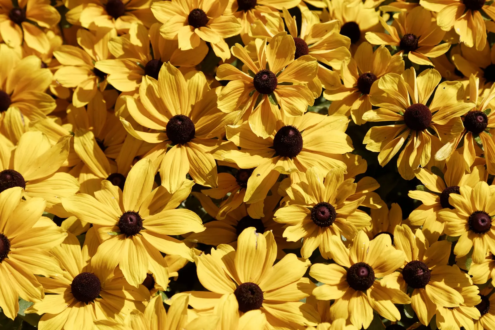 Black-Eyed Susan Cultivars (Rudbeckia Hirta Cvs.) — Resilient and low maintenance