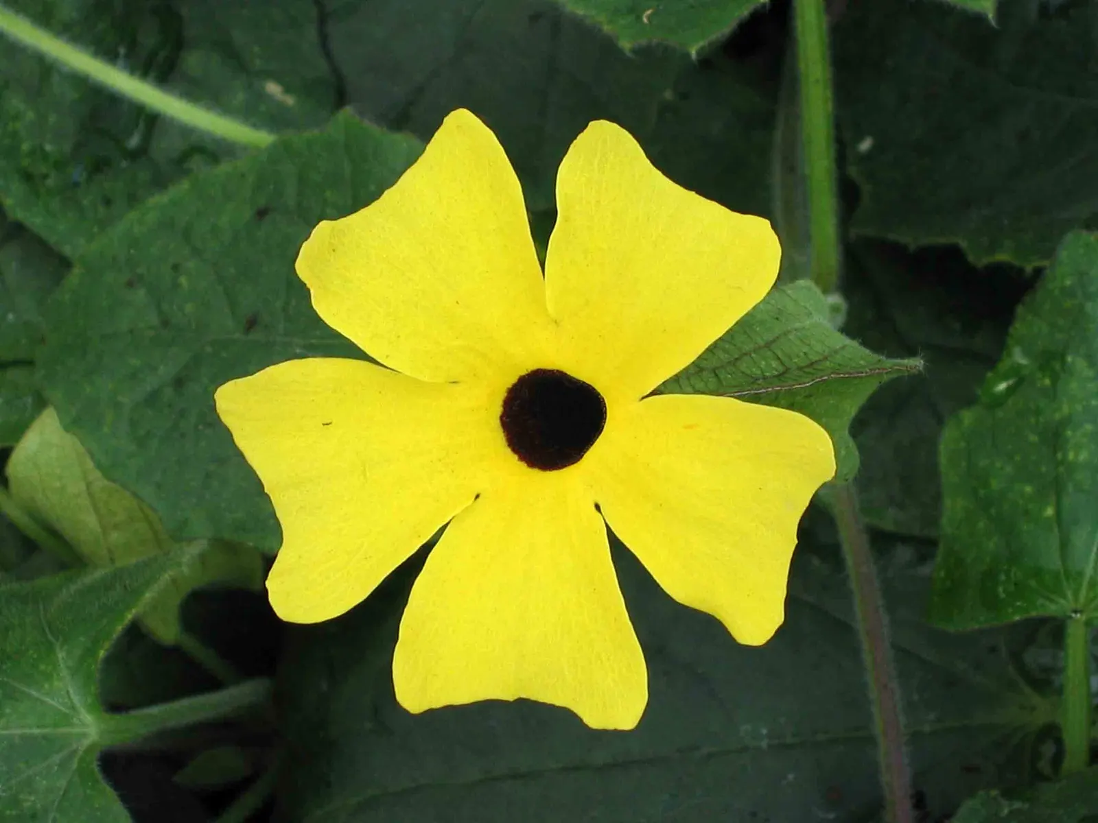 Black-Eyed Susan Cultivars (Rudbeckia Hirta Cvs.) — Providing both aesthetic appeal and ecological support, Rudbeckia hirta cvs