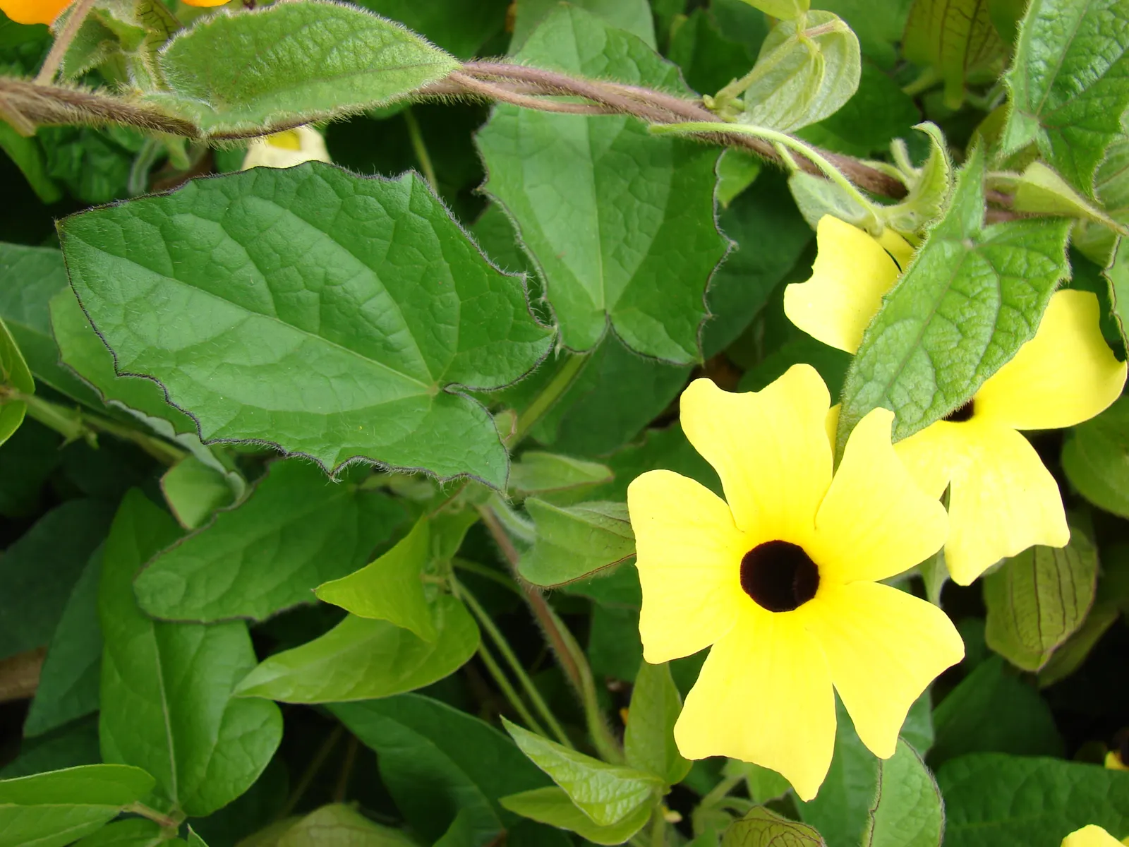 Black-Eyed Susan Cultivars (Rudbeckia Hirta Cvs.) — For continued vibrancy, deadheading spent flowers encourages further blooming