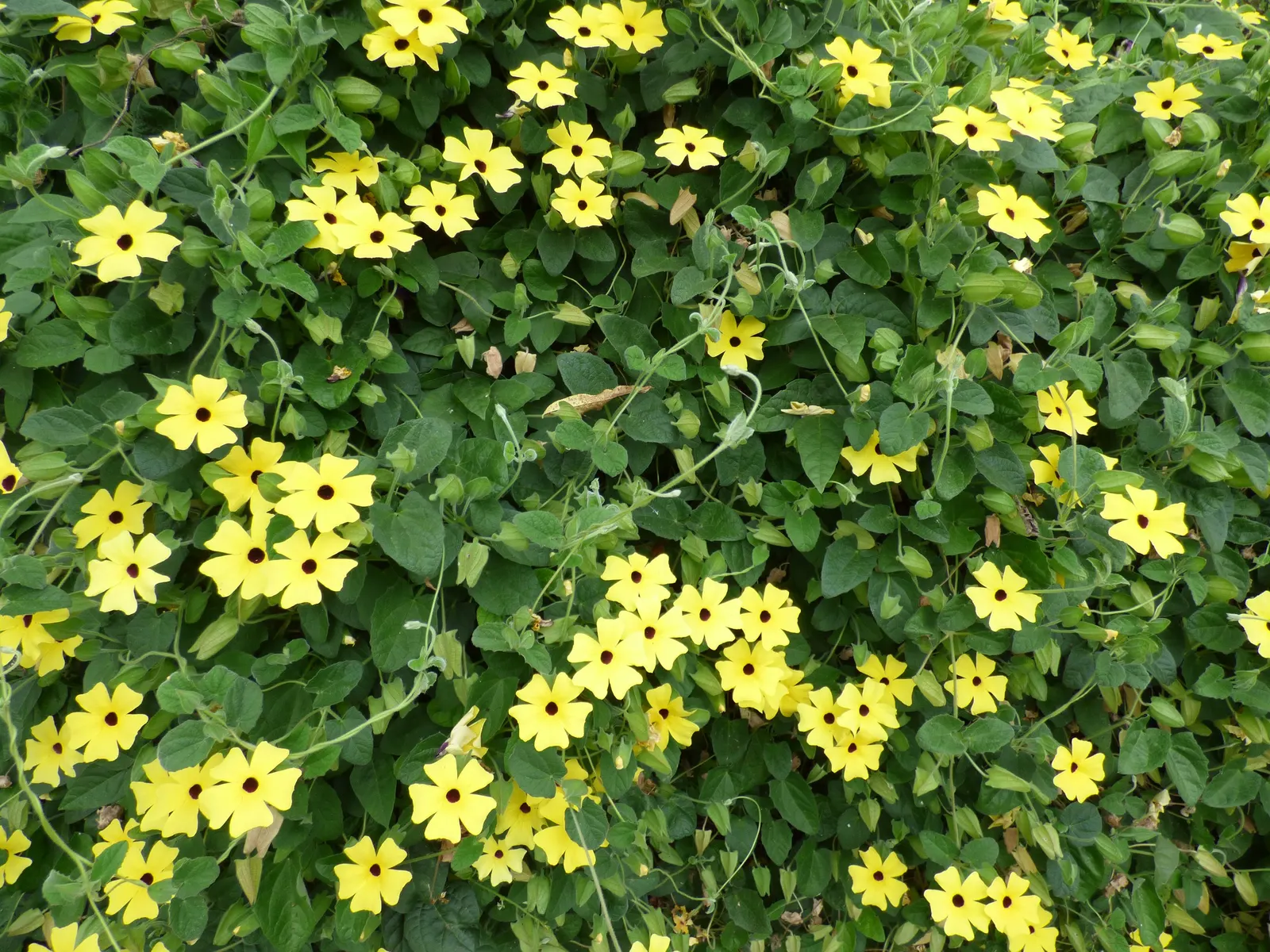 Black-Eyed Susan Cultivars (Rudbeckia Hirta Cvs.) — Characterized by their distinctive golden-yellow petals that radiate from a dark brown or black central cone