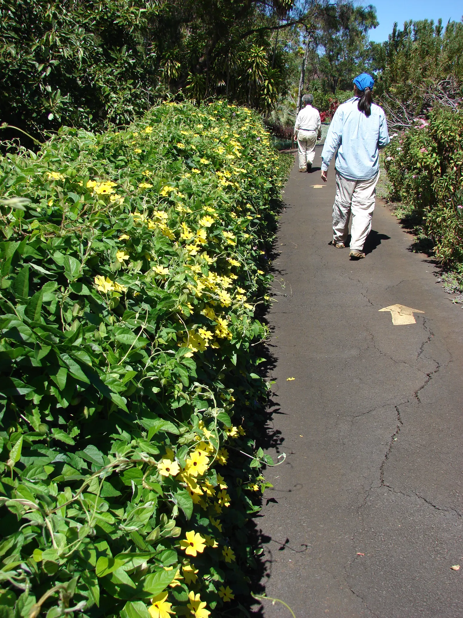 Black-Eyed Susan Cultivars (Rudbeckia Hirta Cvs.) — commonly called Black-Eyed Susan