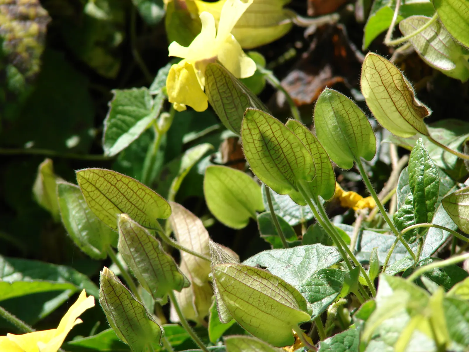 Black-Eyed Susan Cultivars (Rudbeckia Hirta Cvs.) — attracting butterflies while being deer resistant
