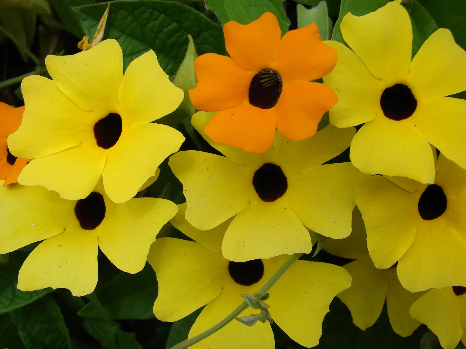 Black-Eyed Susan Cultivars (Rudbeckia Hirta Cvs.) — with a spread of up to 18 inches