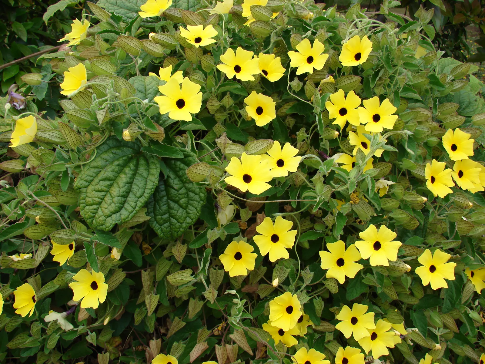 Black-Eyed Susan Cultivars (Rudbeckia Hirta Cvs.) — Utilize these cultivars in mass plantings