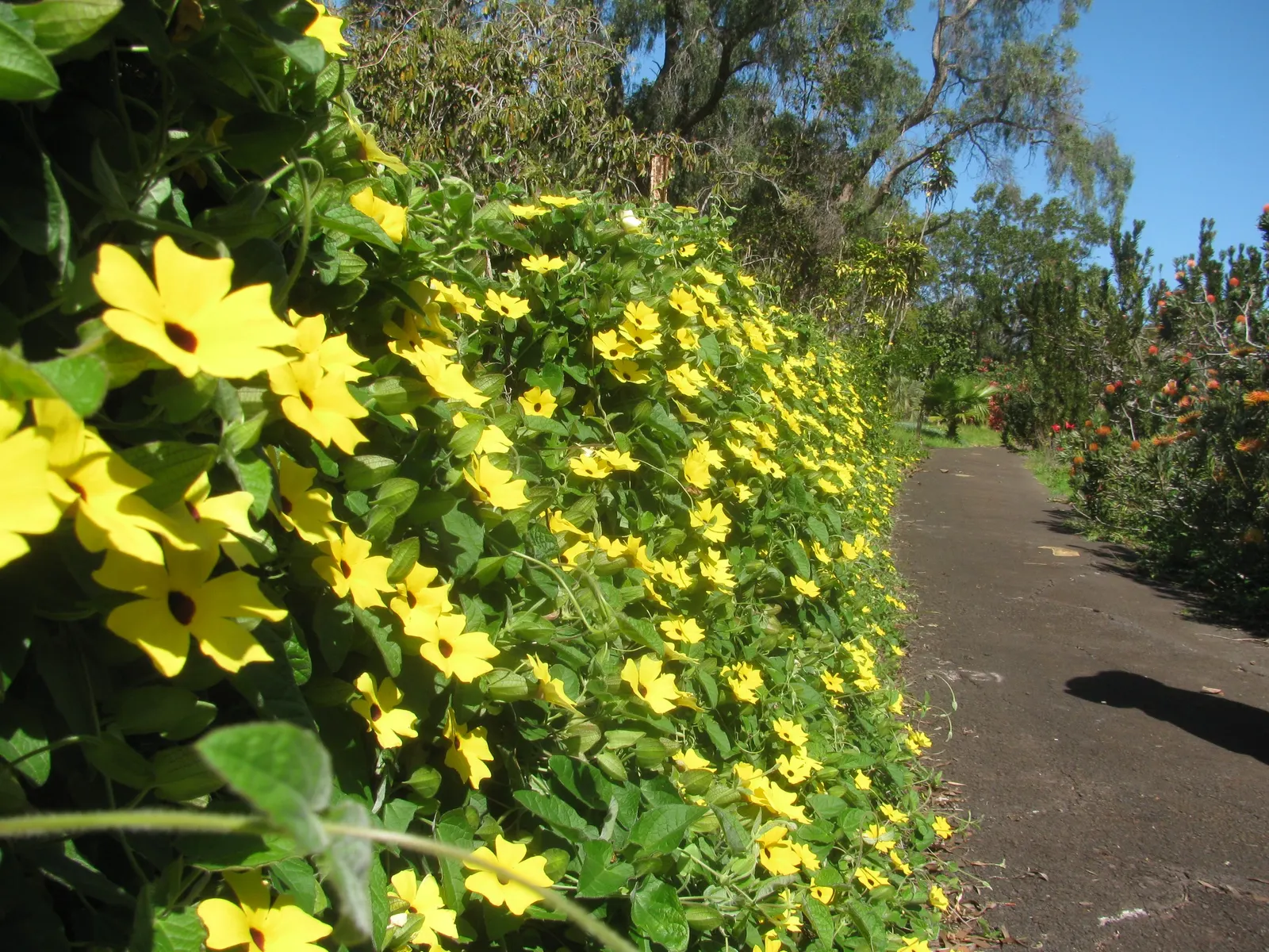 Black-Eyed Susan Cultivars (Rudbeckia Hirta Cvs.) — adding both height and fullness to garden compositions.<br><br>Resilient by nature