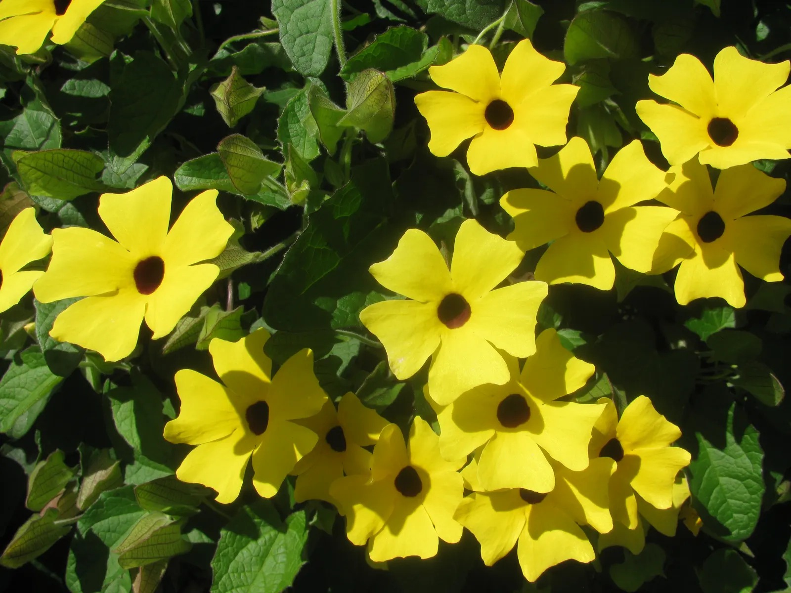 Black-Eyed Susan Cultivars (Rudbeckia Hirta Cvs.) — Black-Eyed Susan cultivars thrive in USDA hardiness zones 3 through 9
