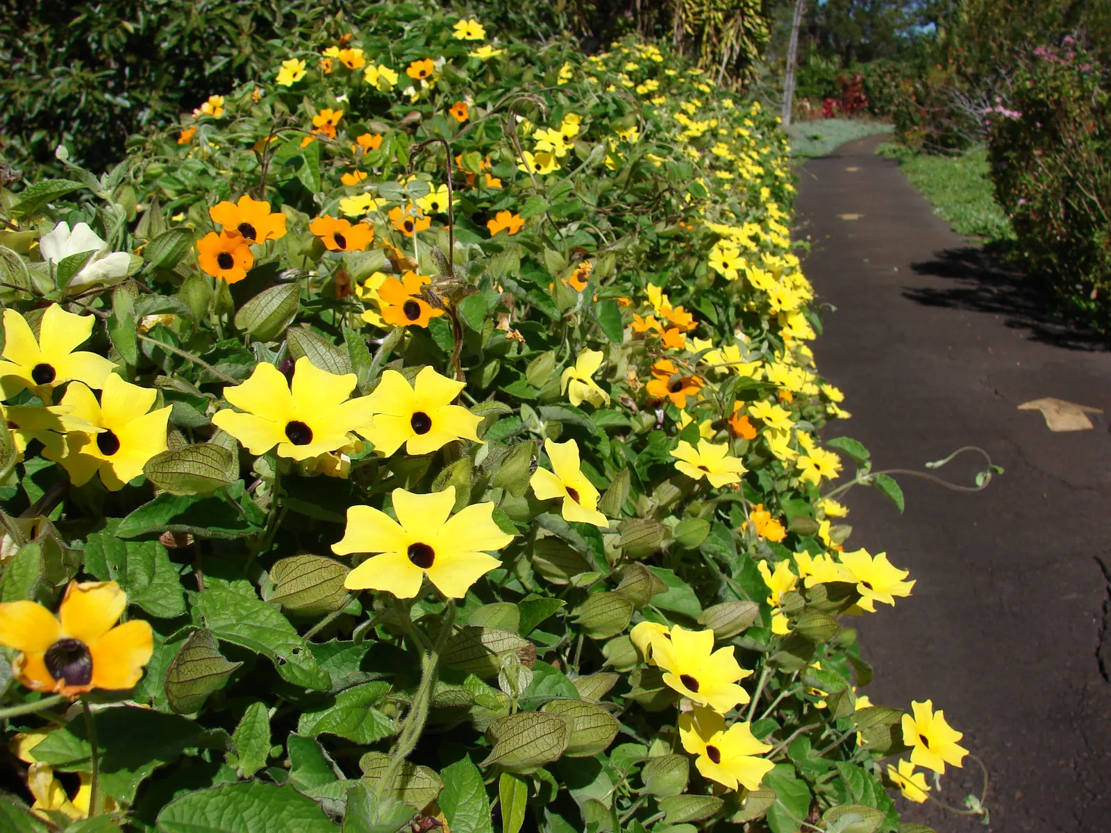 Black-Eyed Susan Cultivars (Rudbeckia Hirta Cvs.) — offering months of striking color