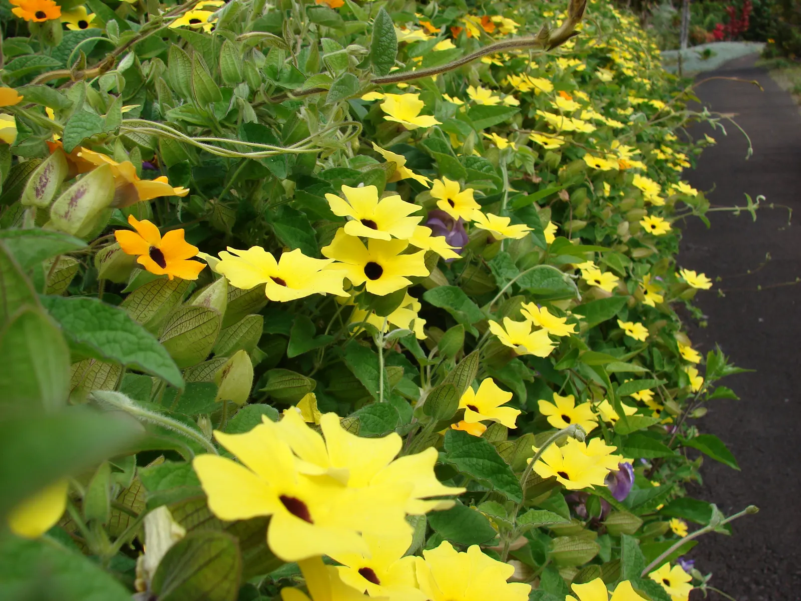 Black-Eyed Susan Cultivars (Rudbeckia Hirta Cvs.) — are a versatile group of flowering plants that bring a vibrant flare to any landscape design