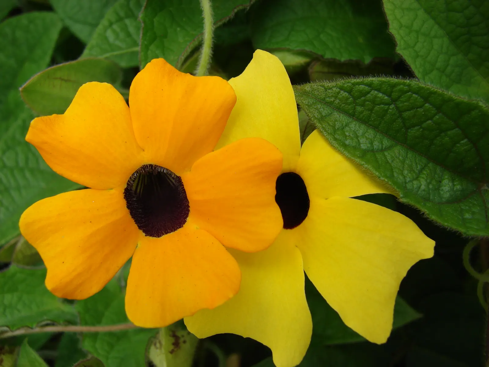 Black-Eyed Susan Cultivars (Rudbeckia Hirta Cvs.) — USDA Zones 3-7 are ideal for cultivation