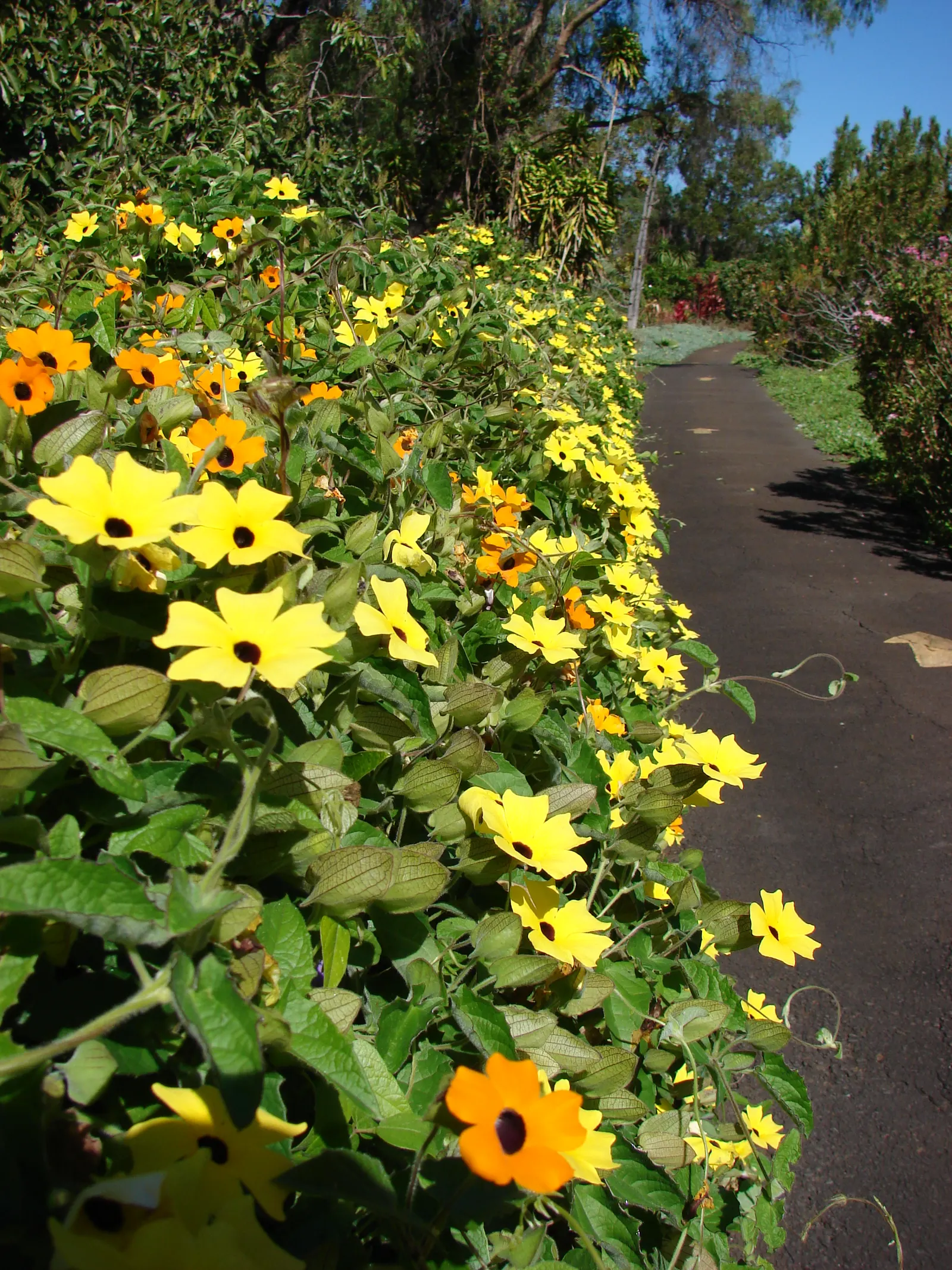 Black-Eyed Susan Cultivars (Rudbeckia Hirta Cvs.) — They typically reach 2-3 feet in height with a 1-2 foot spread, blooming from June to October