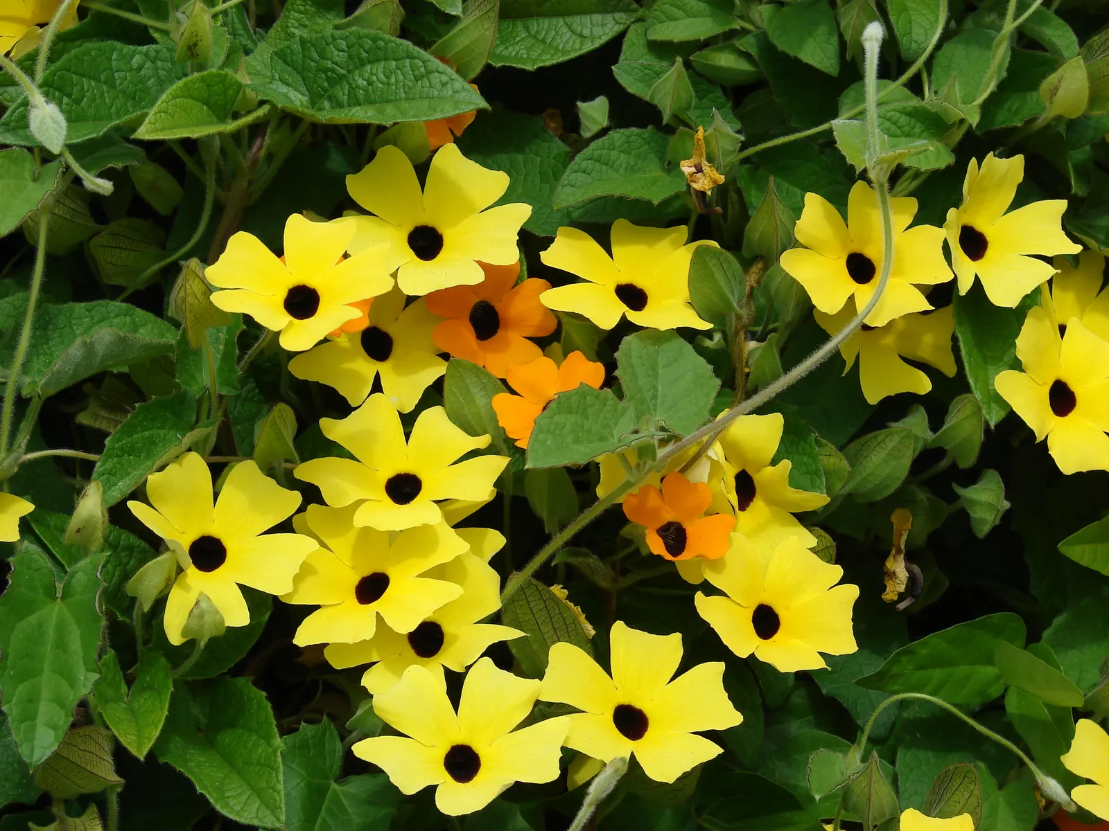 Black-Eyed Susan Cultivars (Rudbeckia Hirta Cvs.) — these perennials typically stand about 18 to 30 inches tall