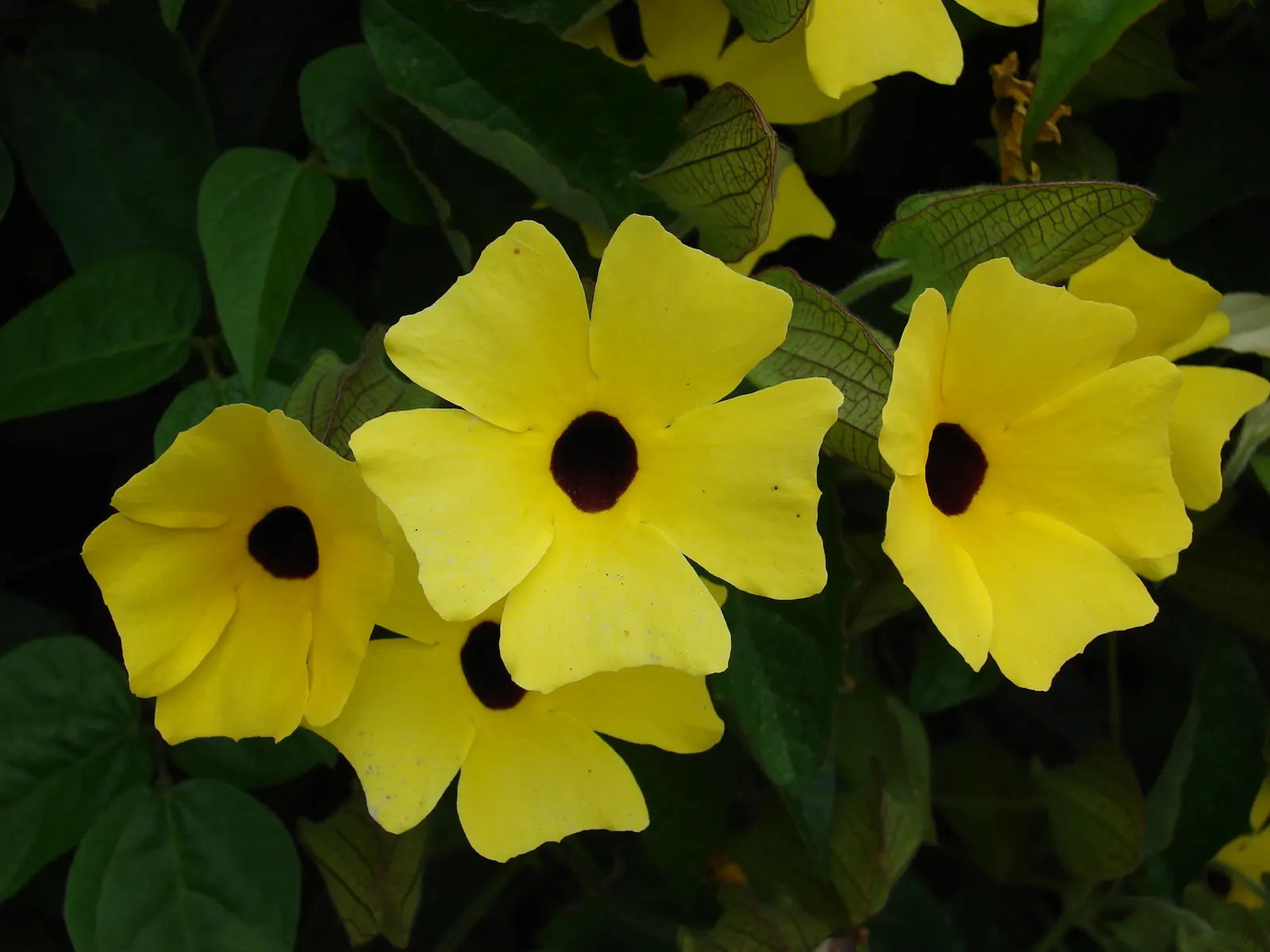 Black-Eyed Susan Cultivars (Rudbeckia Hirta Cvs.) — these flowers are excellent for mass planting