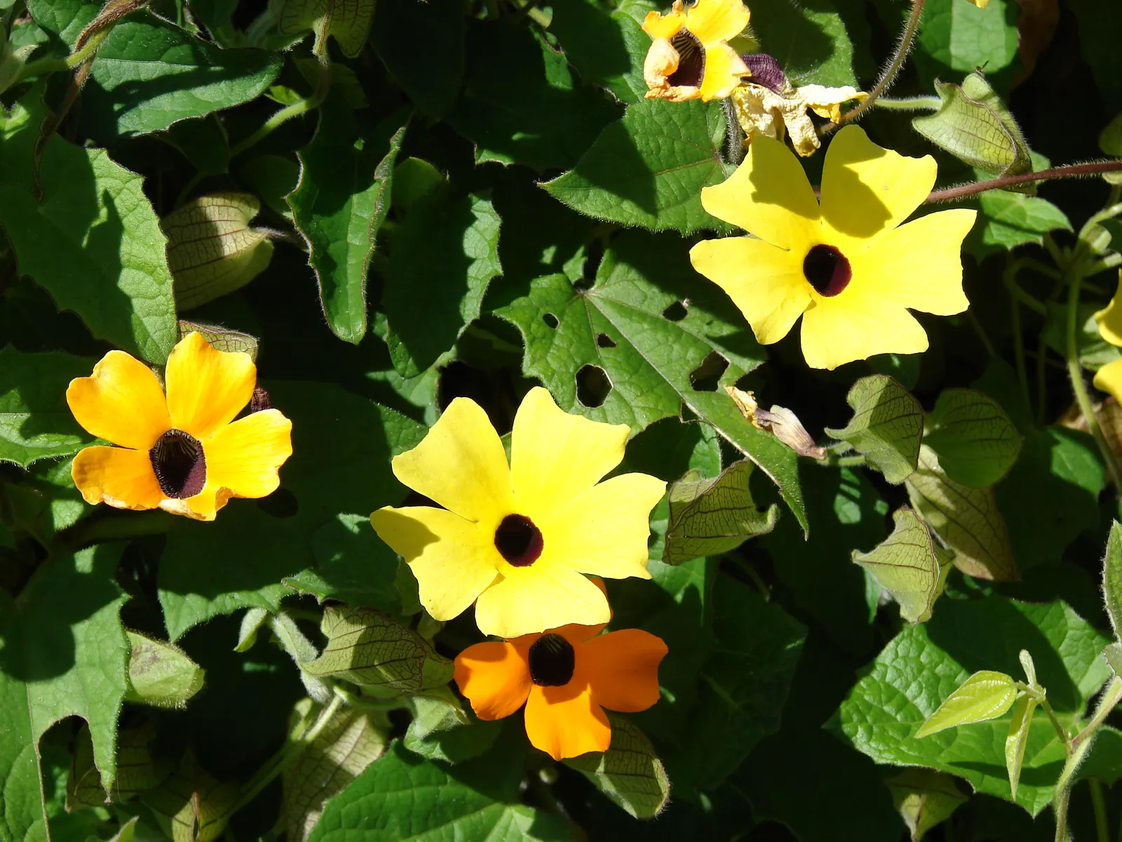 Black-Eyed Susan Cultivars (Rudbeckia Hirta Cvs.) — though they flourish in well-drained loam with a pH between 6.0 and 7.0
