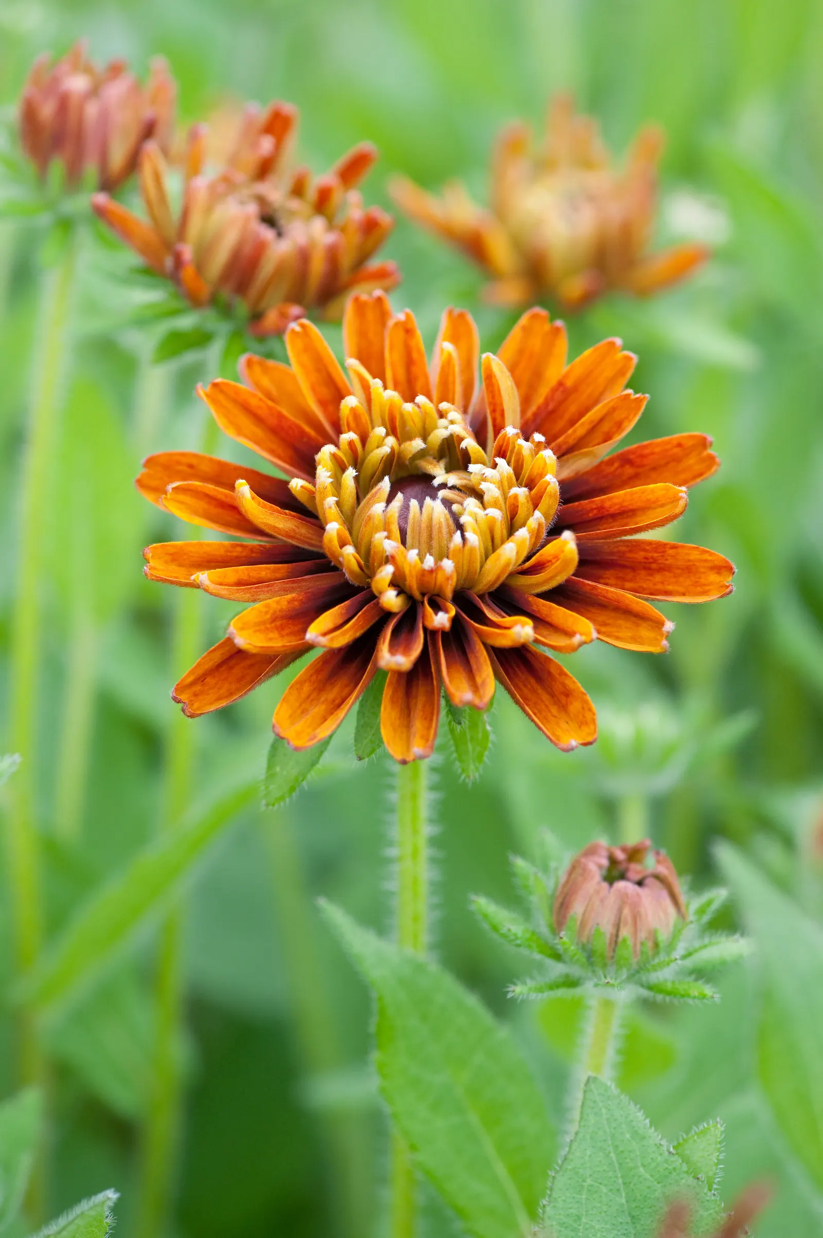 Black-Eyed Susan Cultivars (Rudbeckia Hirta Cvs.) — scientifically recognized as Rudbeckia hirta cvs.