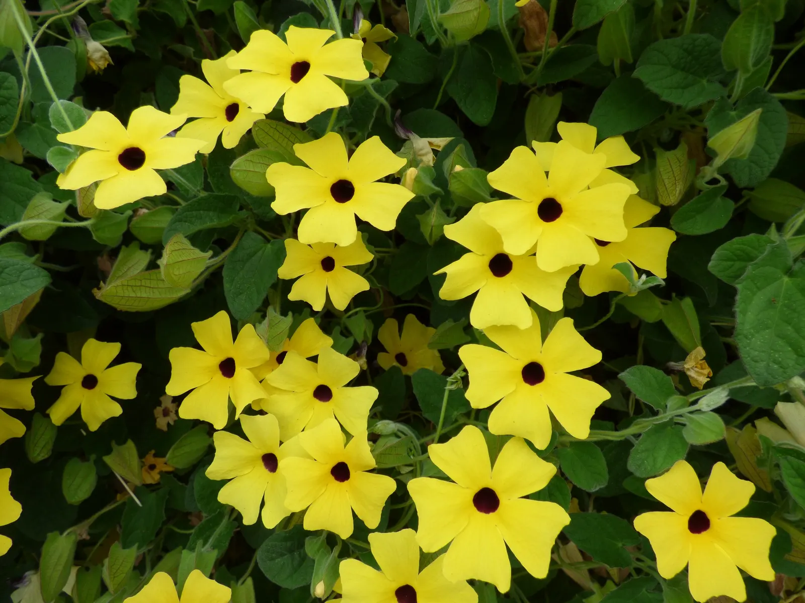 Black-Eyed Susan Cultivars (Rudbeckia Hirta Cvs.) — Their adaptability allows them to withstand a variety of soil types