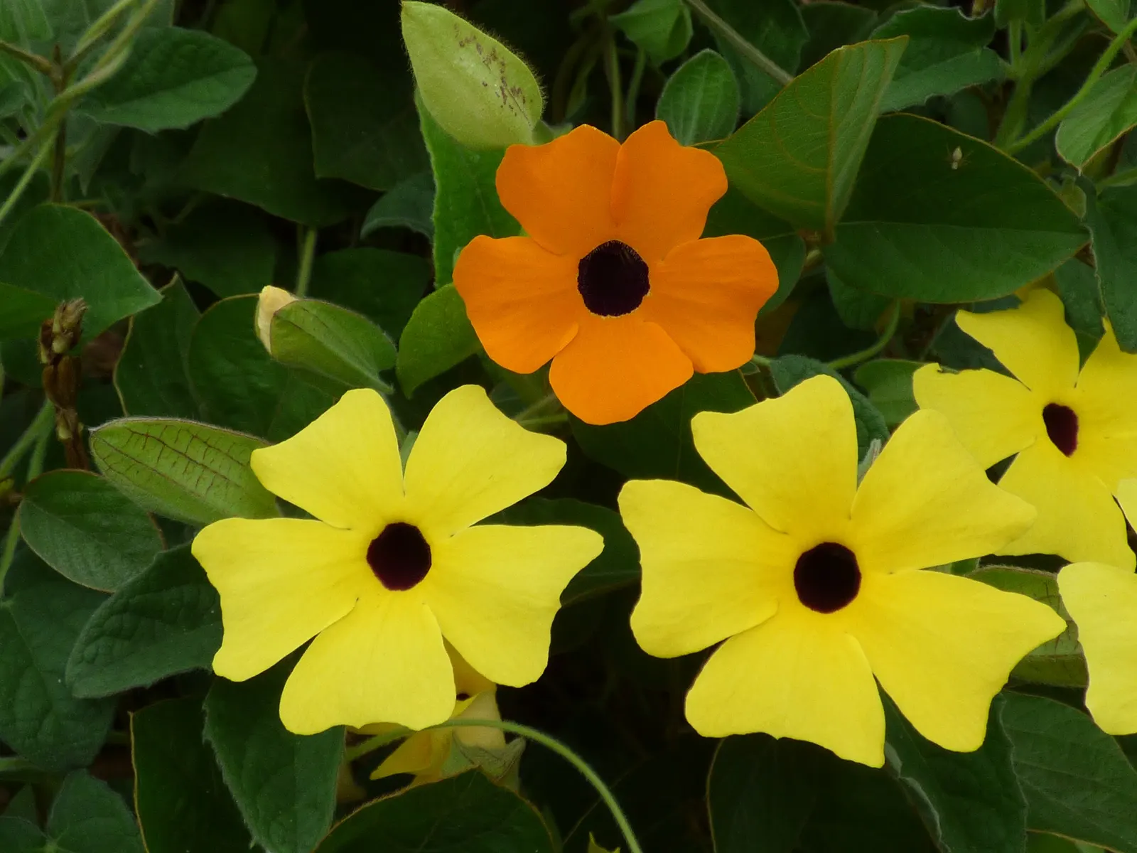 Black-Eyed Susan Cultivars (Rudbeckia Hirta Cvs.) — these plants exhibit notable drought tolerance