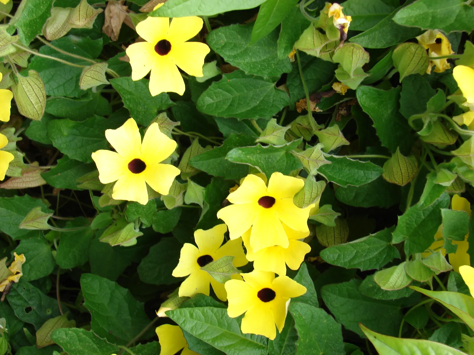 Black-Eyed Susan Cultivars (Rudbeckia Hirta Cvs.) — Regular watering helps establish their extensive root system