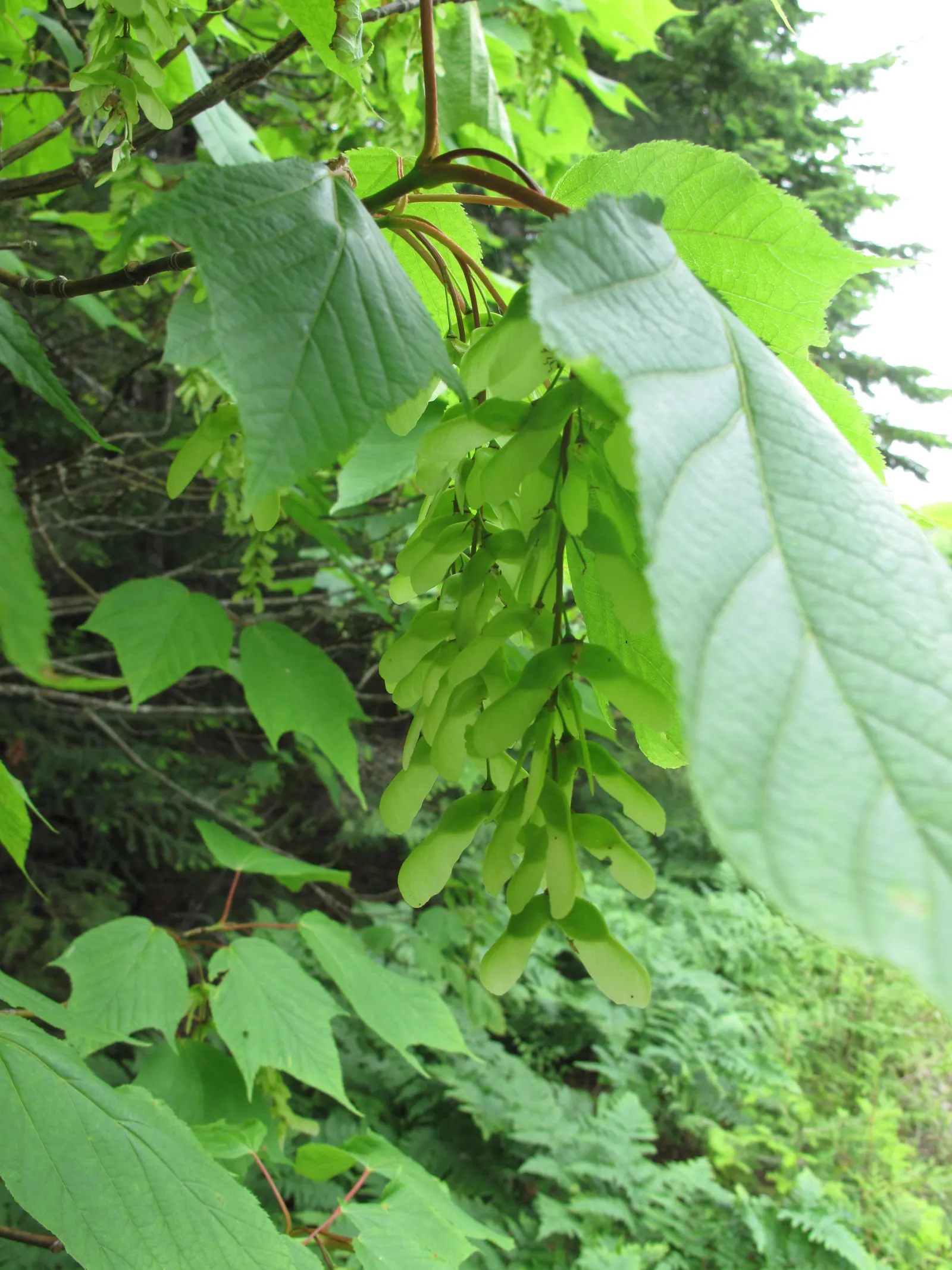 Striped Maple (Acer Pensylvanicum) — is particularly notable for its ornate bark which exhibits distinctive green and white vertical striping; the, image 65