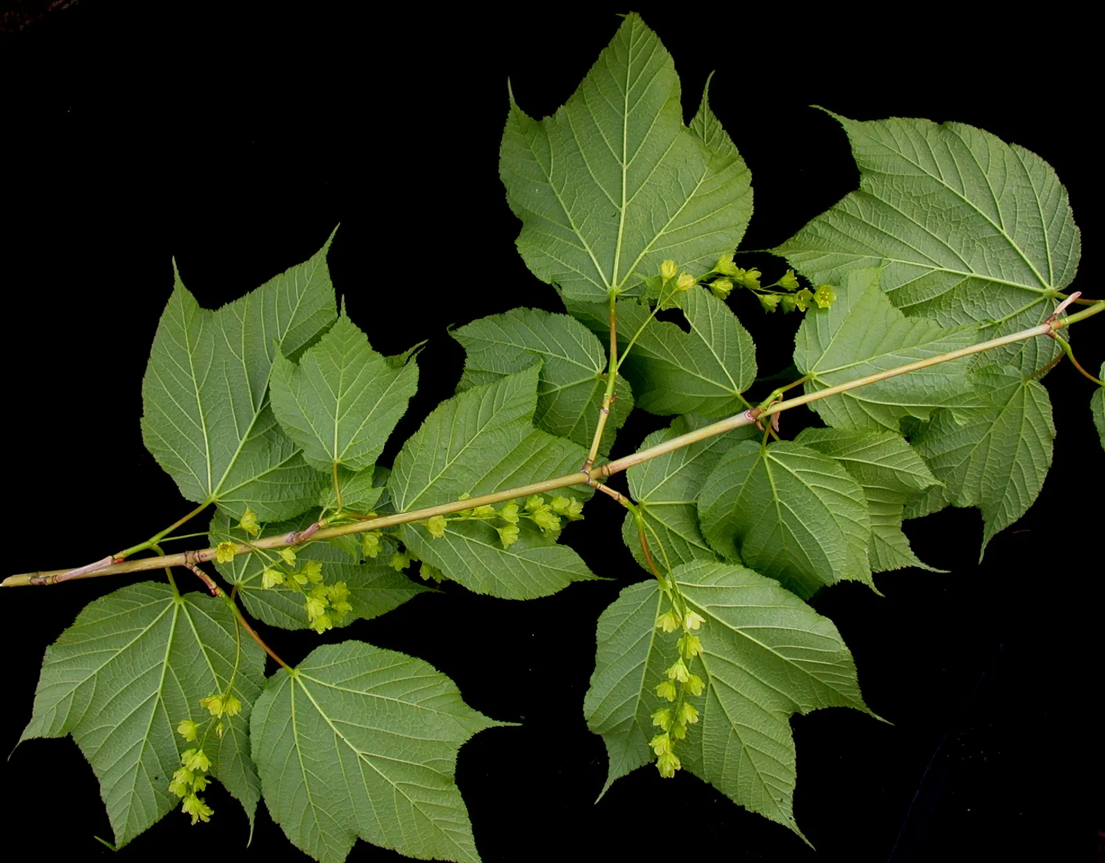 Striped Maple (Acer Pensylvanicum) — makes Acer pensylvanicum a valuable addition to the cultivated garden; it boasts distinctive green-white, image 78