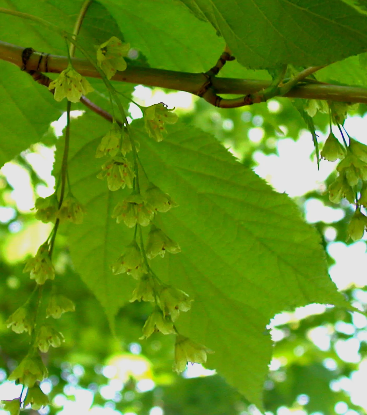 Striped Maple (Acer Pensylvanicum) — coupled with modest growth requirements, image 50