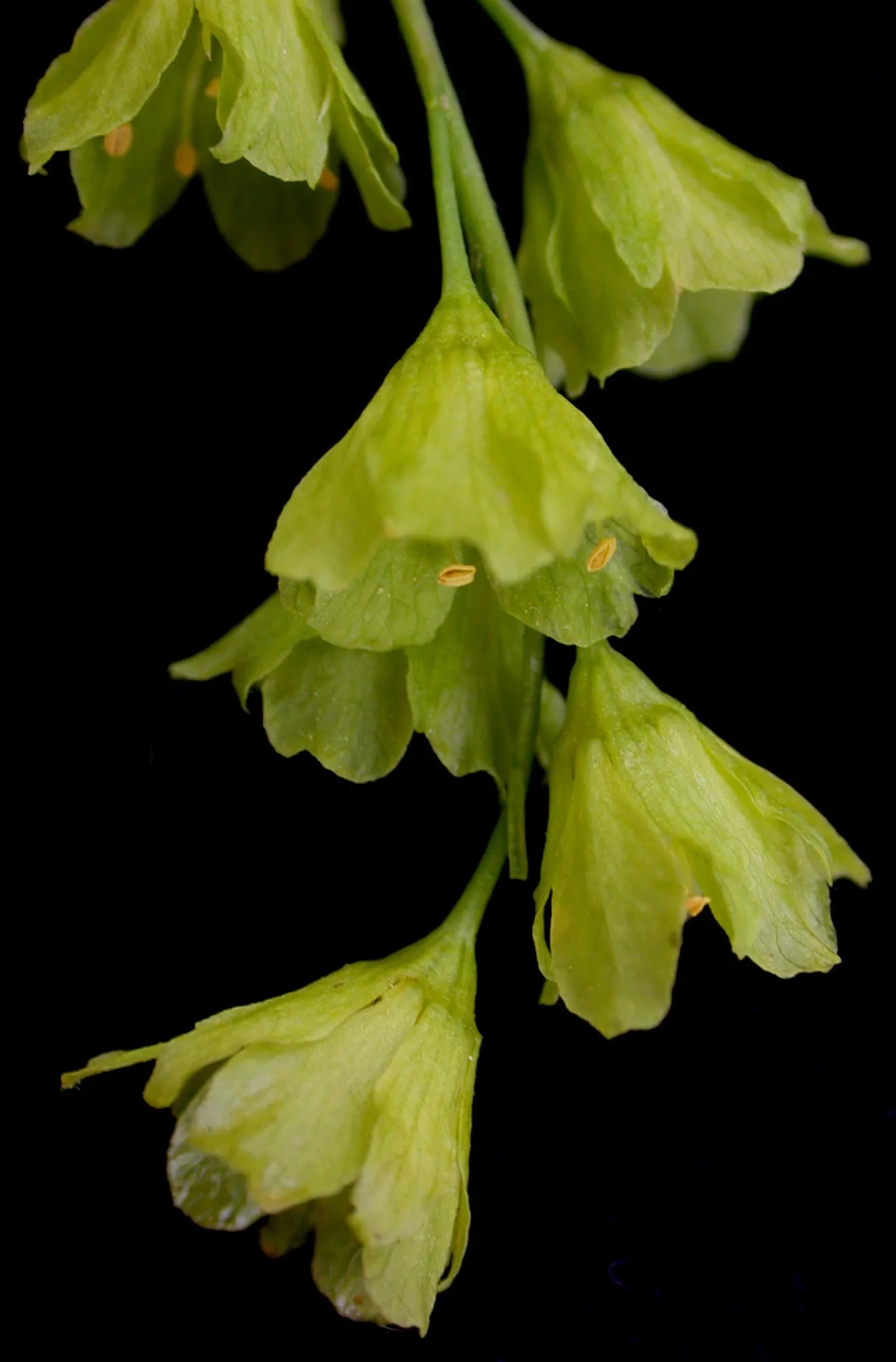 Striped Maple (Acer Pensylvanicum) — This small to medium-sized species; the Striped Maple (Acer pensylvanicum)